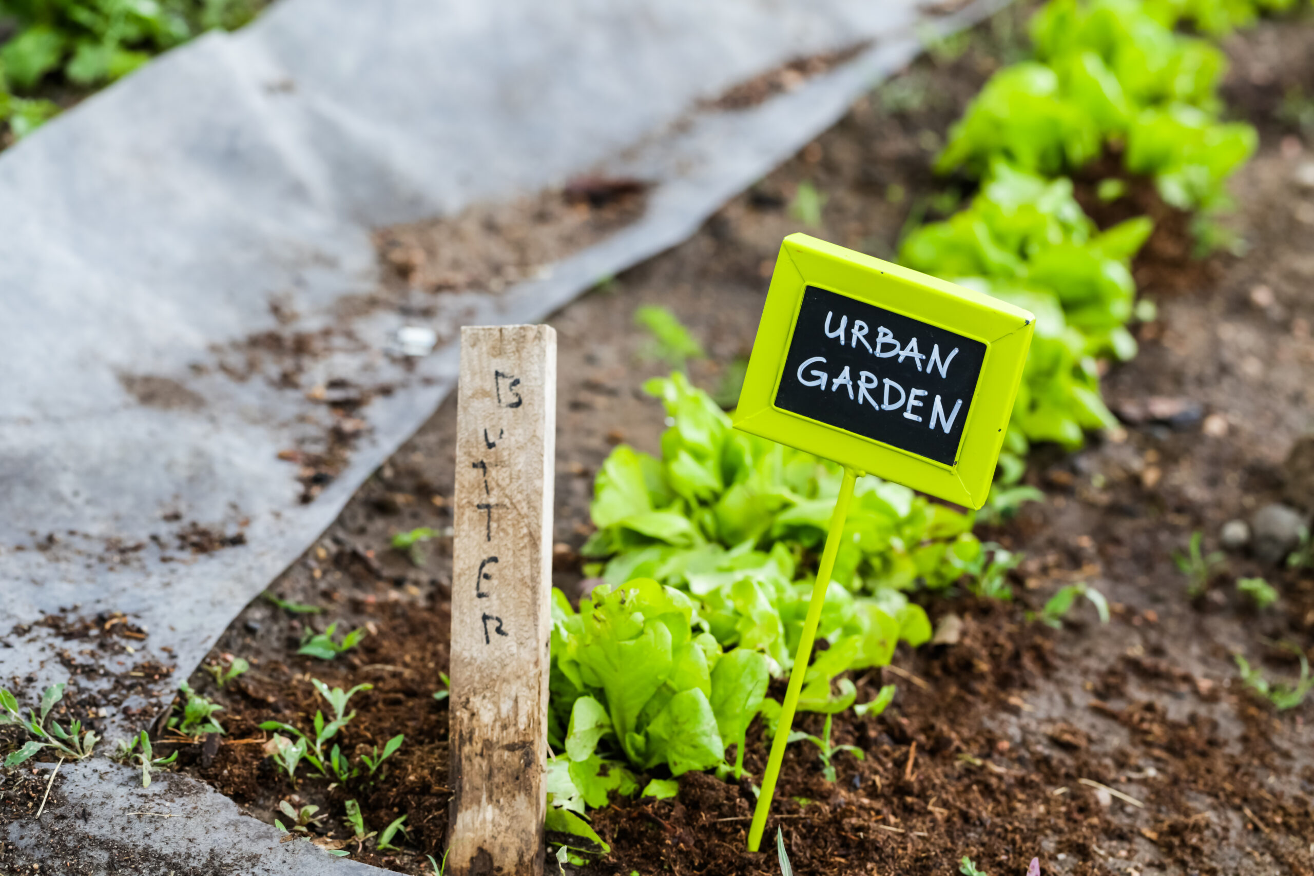 Gemüsebeet mit Salat und einem Schild mit der Aufschrift "Urban Gardining"